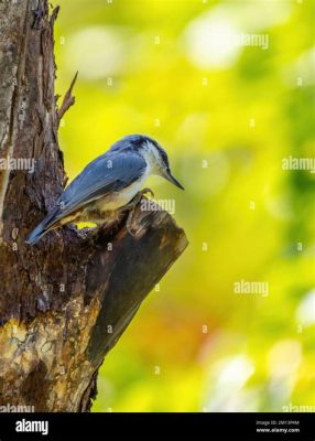  Nuthatch!  Its Tiny Claws Clench Tightly onto Tree Trunks While It Searches for Delicious Insects