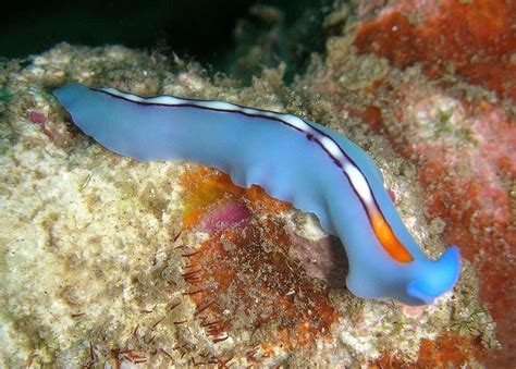  Quelea Turbellaria:  Can You Believe This Tiny Flatworm Lives Both Freely and Parasitically?