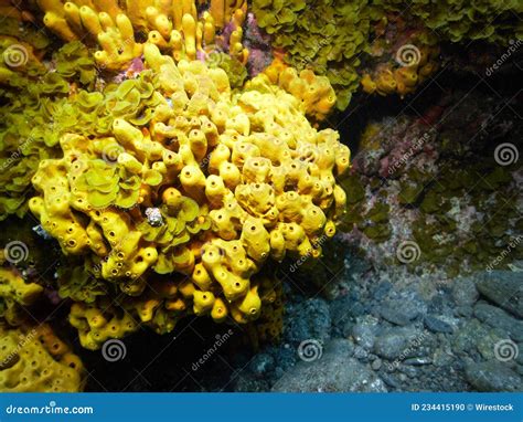  Yellow Tube Sponge: A Spongy Masterpiece Filtering Ocean Water!