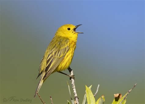  Yellow Warbler: A Tiny Songster That Rules the Canopy with Melodious Tweets!