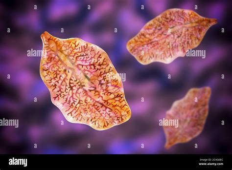  Fasciola hepatica: 끊임없이 기생하는 이 마법사, 당신의 간을 원한다!