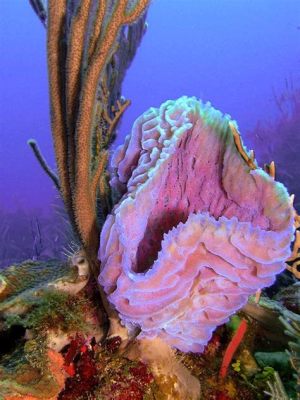  Variously Colored Vase Sponges: A Deep Dive into These Unusual Underwater Architects!